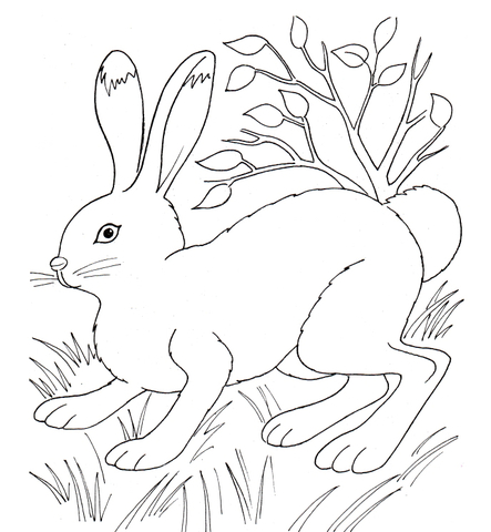 Rabbit In The Grass Coloring Page